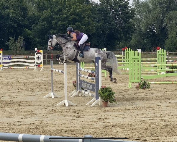 jumper Crunchy Flip (Oldenburg show jumper, 2013, from Cordess 2)
