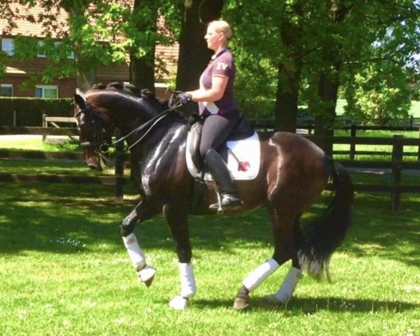 dressage horse Subito 31 (Westphalian, 2008, from Spielberg)