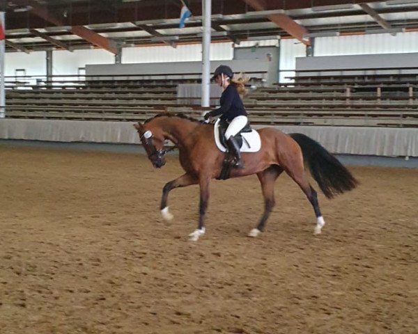 Zuchtstute Sweet Sunny H (Westfale, 2016, von Sir Heinrich OLD)