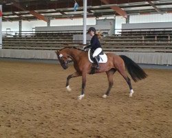 Zuchtstute Sweet Sunny H (Westfale, 2016, von Sir Heinrich OLD)