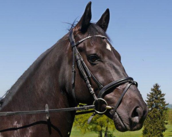 jumper Caspar de Noir (Holsteiner, 2010, from Conello) jumper Caspar de Noir (Holsteiner, 2010, from Conello)