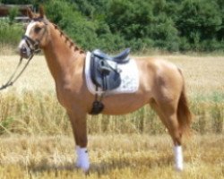 dressage horse RM Daylight (German Riding Pony, 2006, from Dirty Dancer)