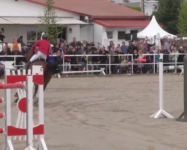 Großes Langenauer Reitturnier 2015