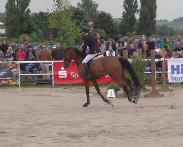 Großes Langenauer Reitturnier 2015
