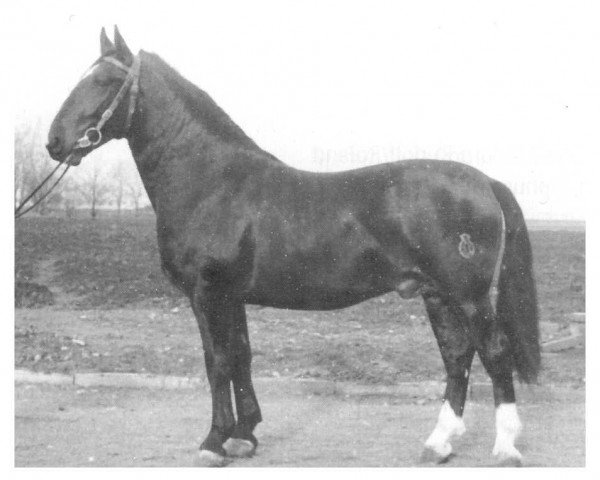 Deckhengst Anker Th 790 (Schweres Warmblut, 1957, von Achill 1040 (Th 696) OF)