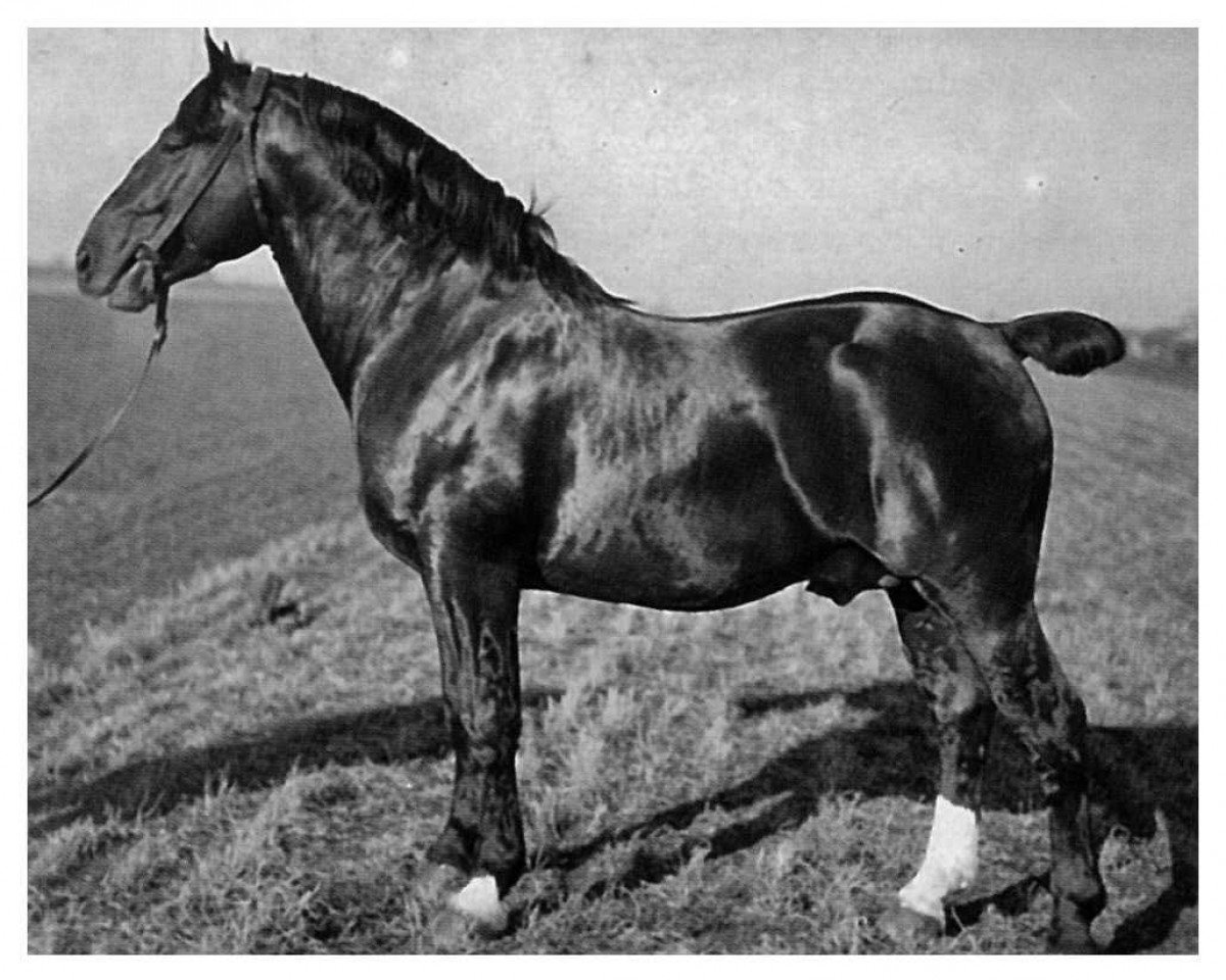Deckhengst Gerold von Pfiffelbach Th 9 (Sächs.-Thür. Schweres Warmbl., 1928, von Georg Th 6)