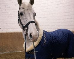 Springpferd Prinz Palu (Brandenburger, 2000, von Prinz Romadour)