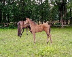 eventing horse Celia 50 (Hanoverian, 2020, from K.i Checkter)