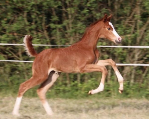Pferd Daiquiri-GH (Oldenburger, 2020, von De Royal)