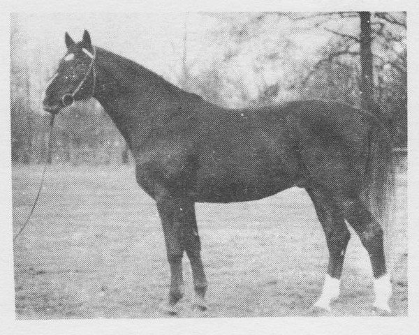 Deckhengst Dux (Brandenburger, 1977, von Direx 3257)