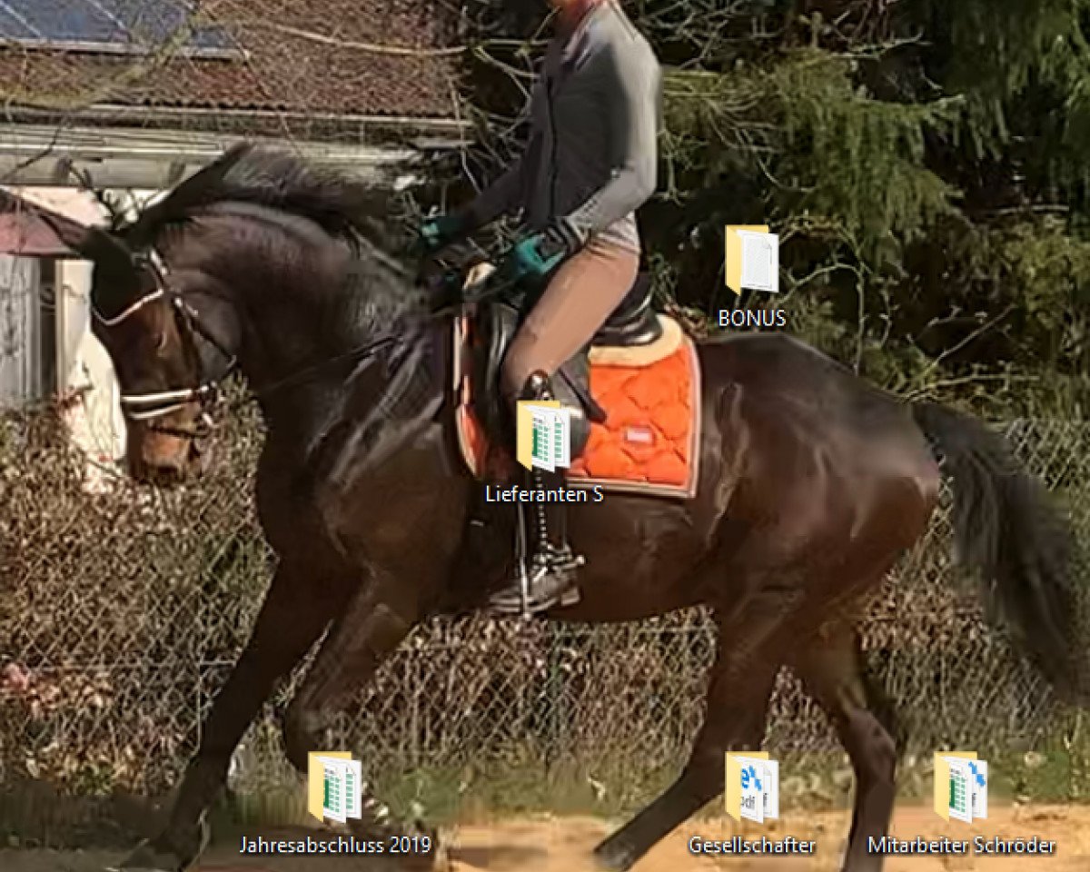 dressage horse Boccaccio 51 (Hanoverian, 2013, from Bon Bravour)