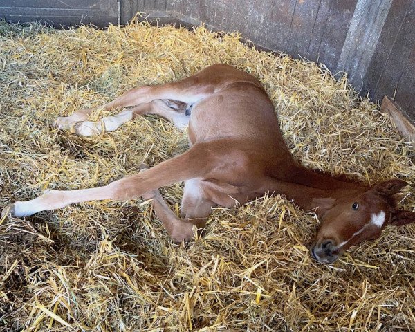 horse Deofinio (Oldenburg, 2020, from Deodorio)