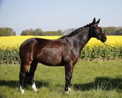 dressage horse Bellissima S 2 (Hanoverian, 2010, from Bonifatius)