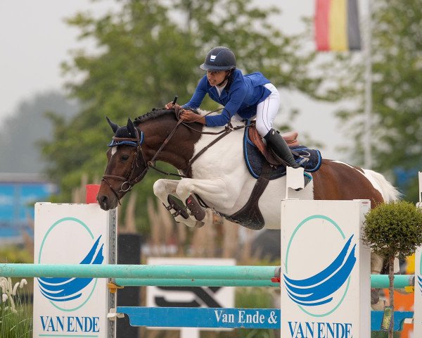 stallion Pablo (anglo european sporthorse, 2011, from Pacific)