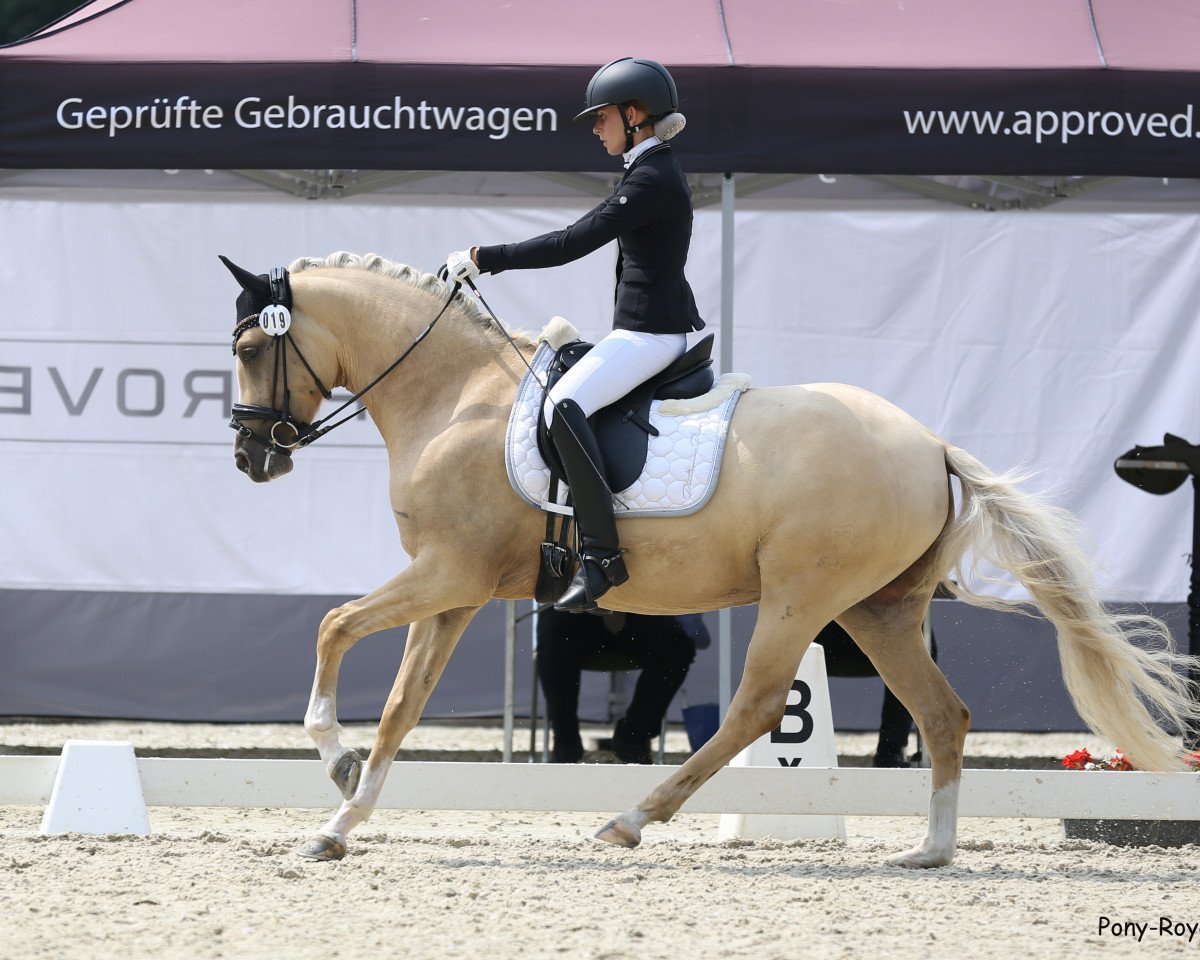 Zuchtstute Danika 14 (Deutsches Reitpony, 2017, von Darubi Gold)