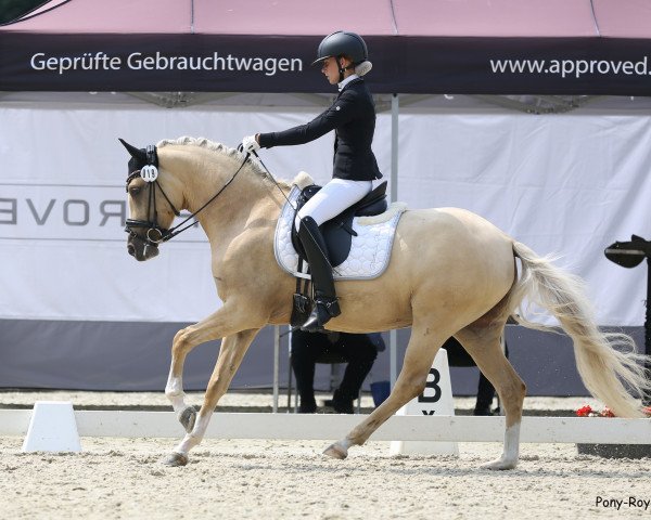 broodmare Danika 14 (German Riding Pony, 2017, from Darubi Gold)