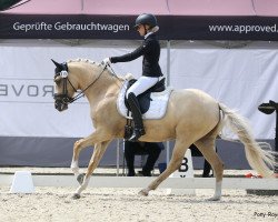 Zuchtstute Danika 14 (Deutsches Reitpony, 2017, von Darubi Gold)