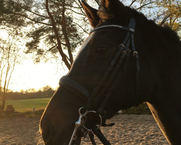 dressage horse Charisma 256 (Oldenburg, 2010, from Contendros Bube)