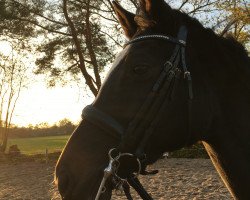 dressage horse Charisma 256 (Oldenburg, 2010, from Contendros Bube)