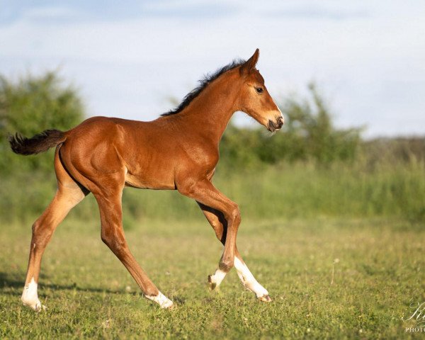 jumper Concello de Finesse (Holsteiner, 2020, from Coreandro)