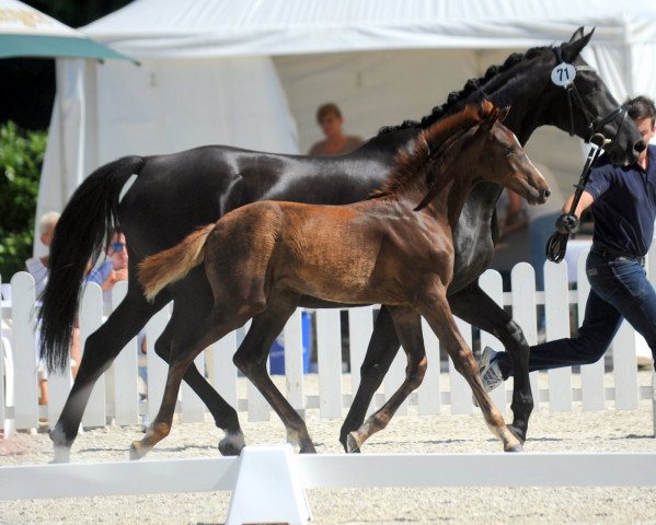 horse Hengst von Baron / Desiderius (Westphalian, 2018, from Blue Hors Baron)