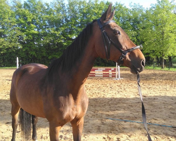 horse Rosenburg (Hanoverian, 1999, from Rosentau)