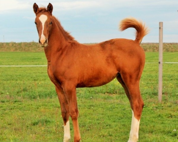 horse Unglaubliche (Trakehner, 2019, from Davidas)