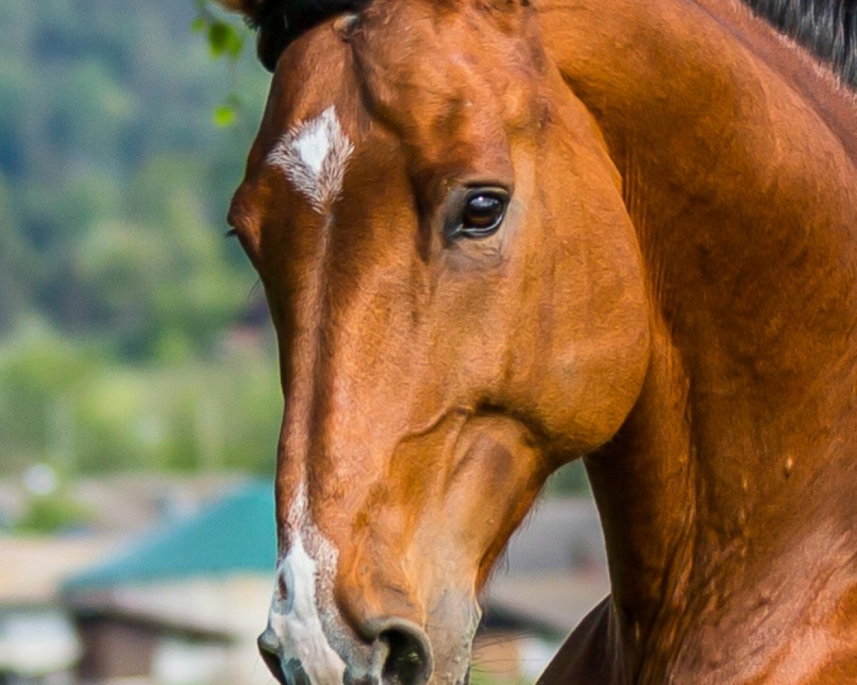 jumper Charming Charly CH (Swiss Warmblood, 2009, from Chameur)