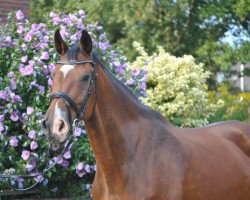 broodmare Mary II (Holsteiner, 1997, from Lorentin I)