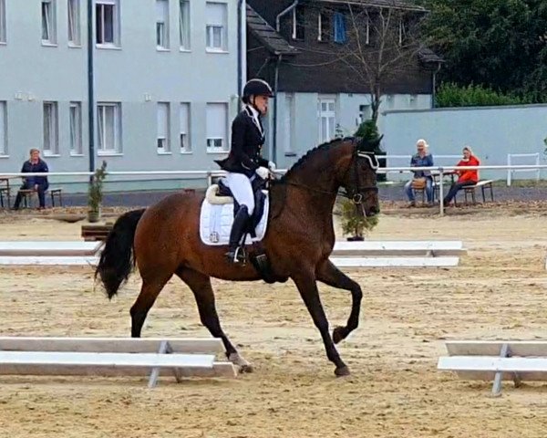 dressage horse Valina D'Oro (Hanoverian, 2016, from Veneno)