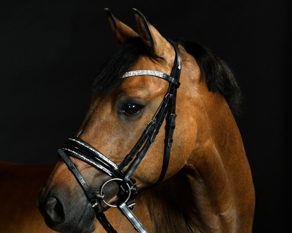 dressage horse Dornik's Dream (German Riding Pony, 2006, from Dornik B)