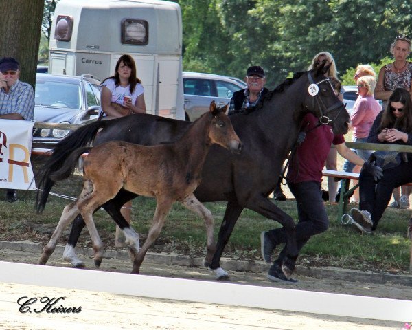 horse HK Captain Chaos (German Riding Pony, 2018, from Captain Meyer WE)