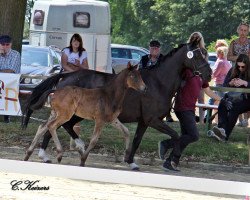 horse HK Captain Chaos (German Riding Pony, 2018, from Captain Meyer WE)