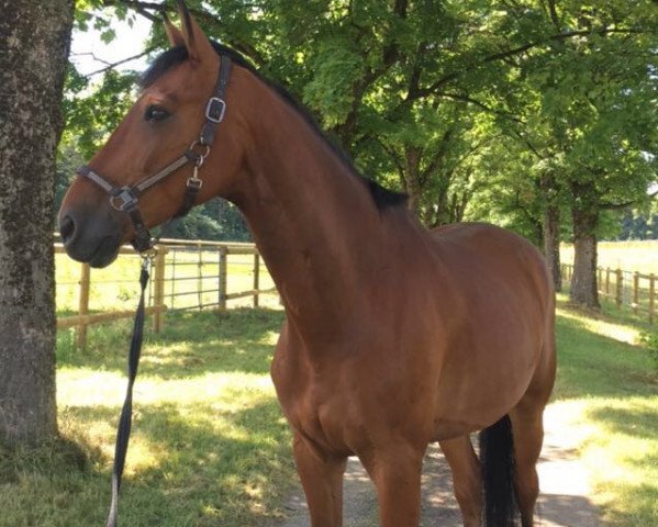 jumper Casandro 15 (German Sport Horse, 2006, from Casander)