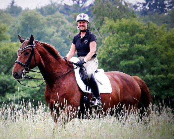dressage horse Belsasar (Oldenburg, 2010, from Belissimo NRW)