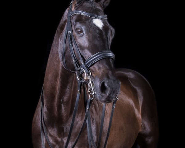 horse Skywalker Luke (Württemberger, 2003, from Sir Oldenburg)