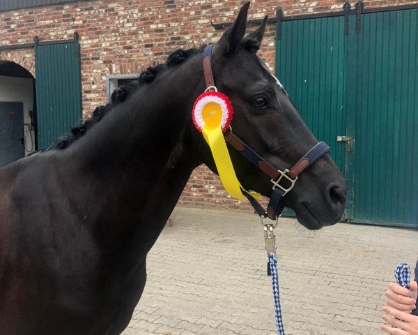 dressage horse Boritas II (German Riding Pony, 2011, from Orchard Boginov)