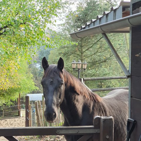 horse Fürst Leopold (Trakehner, 2000, from Ravel)