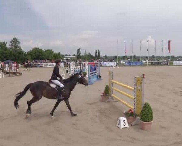 Großes Langenauer Reitturnier 2015
