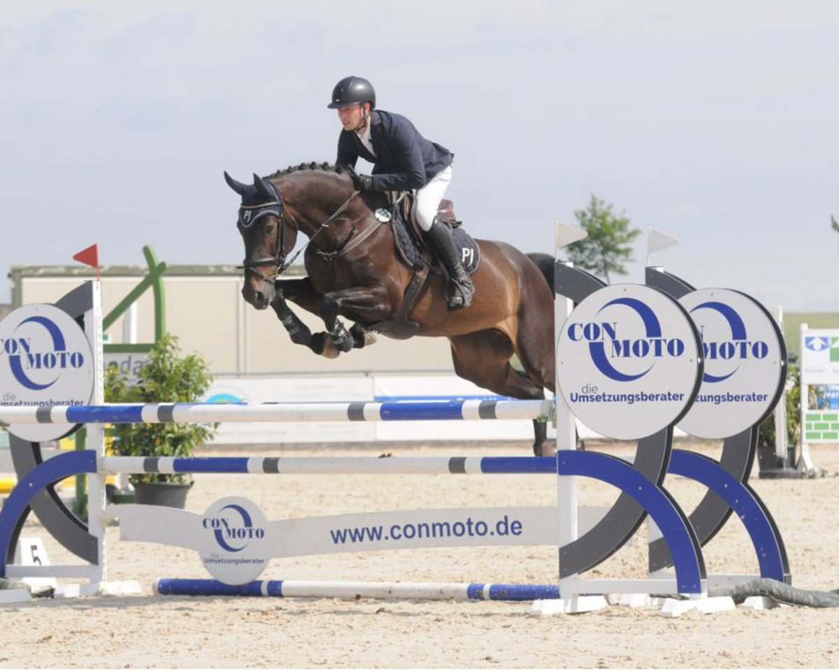 broodmare Ladylike PJ (Hanoverian, 2015, from Numero Uno)