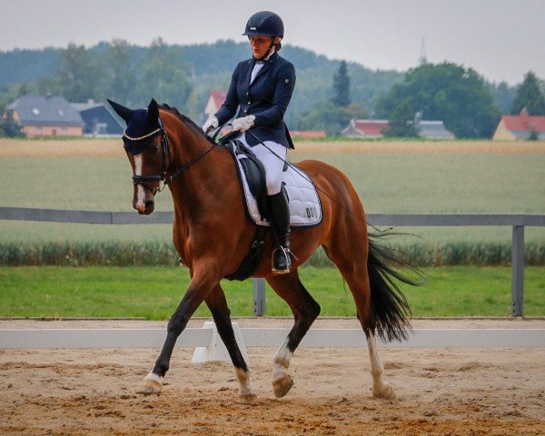 broodmare Carlotta K 4 (German Sport Horse, 2011, from Lewinski)