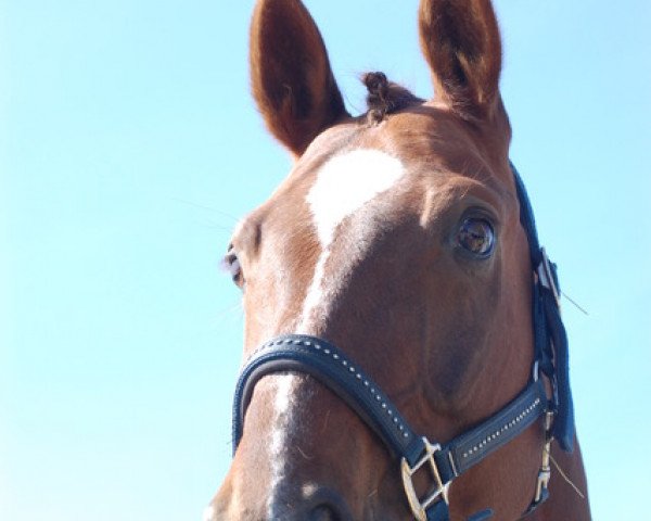 jumper Sioux 267 (Hanoverian, 2008, from Santino)