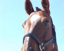 jumper Sioux 267 (Hanoverian, 2008, from Santino)