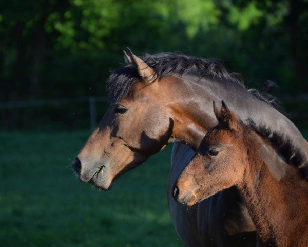 Zuchtstute Mariella G (Deutsches Reitpony, 2014, von Churchill E WE)