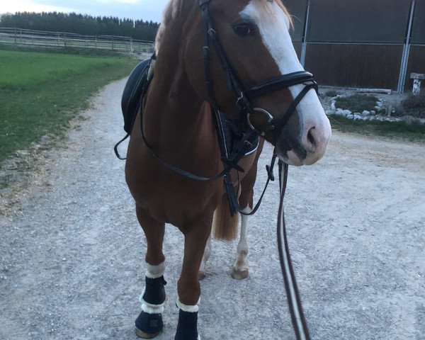 horse Newton WW (German Riding Pony, 2016, from Fs Numero Uno)