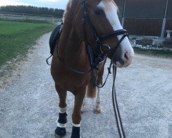 horse Newton WW (German Riding Pony, 2016, from Fs Numero Uno)