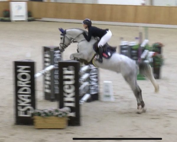 jumper Grey Star 5 (Hanoverian, 2013, from Grey Top)