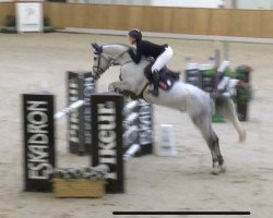 jumper Grey Star 5 (Hanoverian, 2013, from Grey Top)