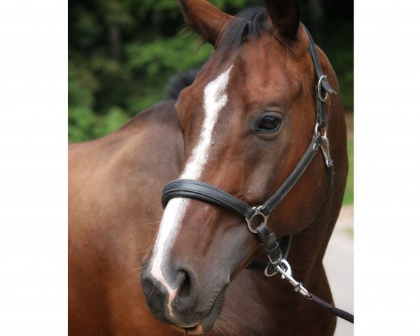 horse Darino O (German Sport Horse, 2013, from Diamond Ruby)
