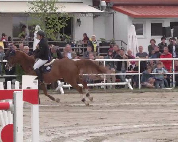 Großes Langenauer Reitturnier 2015